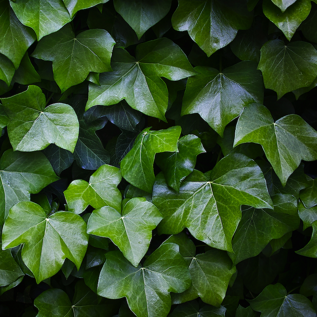 Extrait de feuilles de lierre