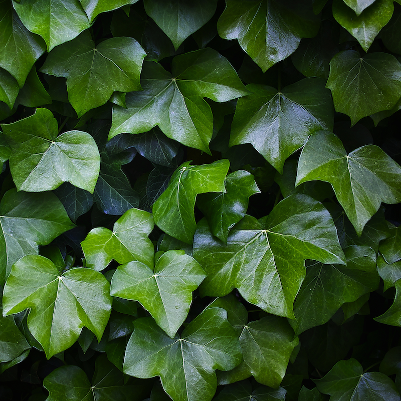 Extrait de feuilles de lierre