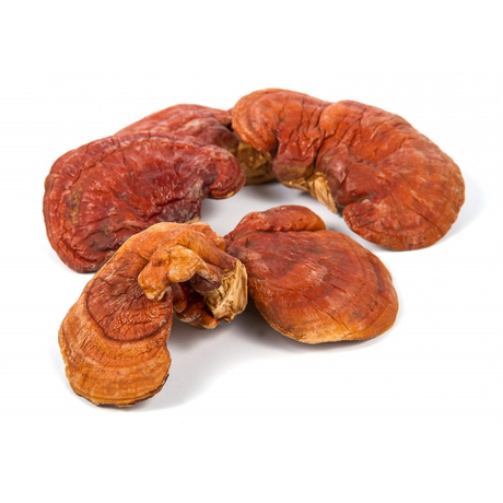 Extrait de poudre de champignon Reishi