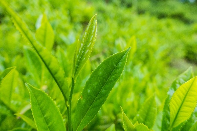 Catéchines du thé vert EGCg