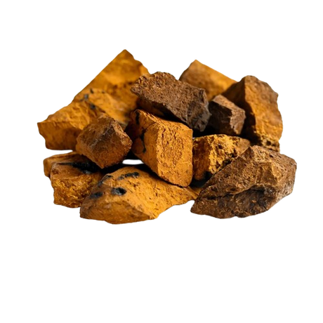 Polysaccharides du champignon Chaga
