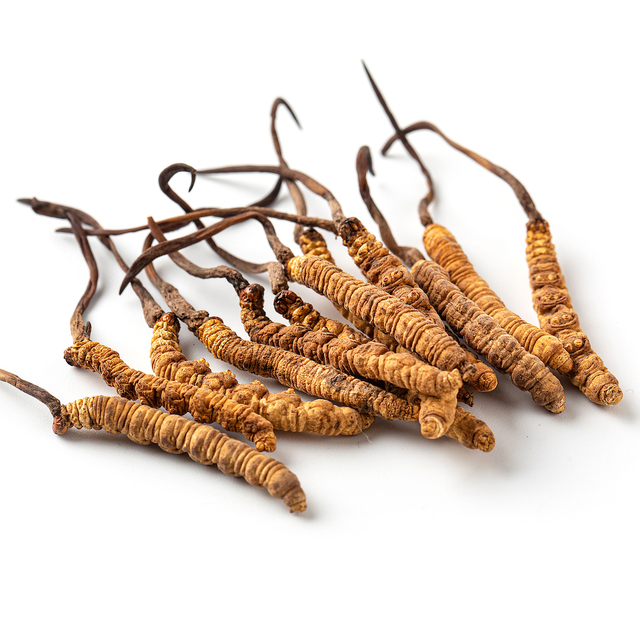 Polysaccharides d'extrait de Cordyceps