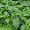 Extrait de menthe poivrée