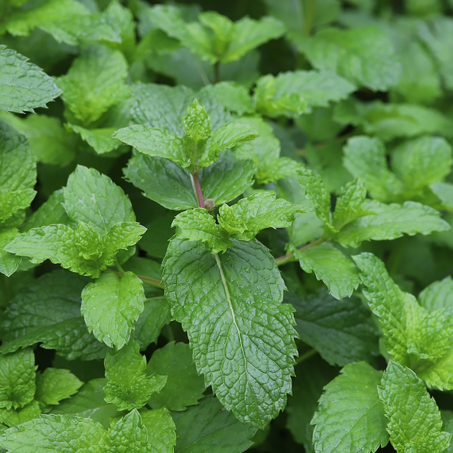 Extrait de menthe poivrée