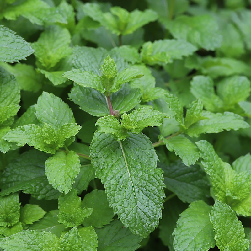 Extrait de menthe poivrée