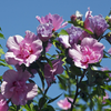 Extrait de fleur d'hibiscus syriacus