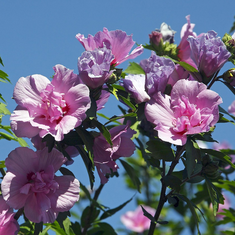 Extrait de fleur d'hibiscus syriacus