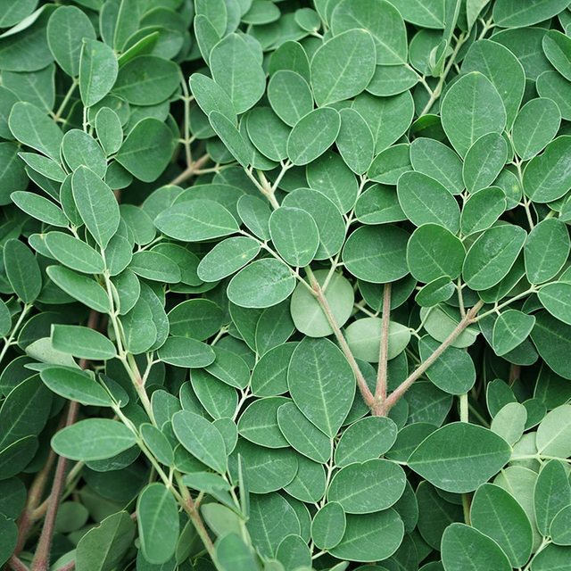 Extrait de feuille de Moringa
