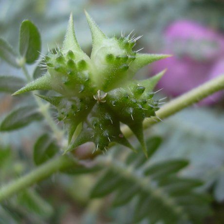 Extrait de Tribulus Terrestris
