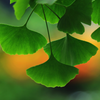 Extrait de biloba ginkgo