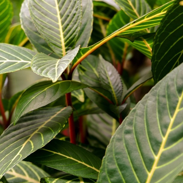 Extrait de Panax Notoginseng Folium