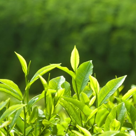 Thé vert L-Théanine 20%