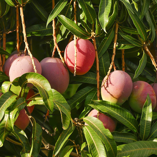 Extrait de feuille de mangue