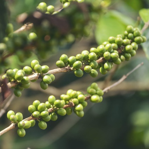 Acide chlorogénique de grain de café vert