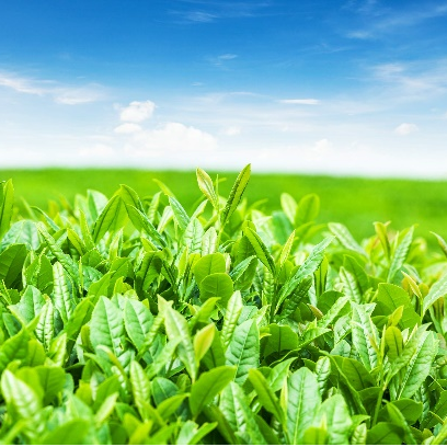 Catéchines du thé vert EGCg