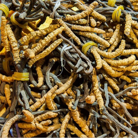 Souche de Cordyceps CS-4 / Mycélium de Cordyceps Sinensis CS-4