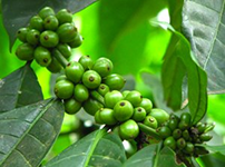 Acide chlorogénique de grain de café vert1
