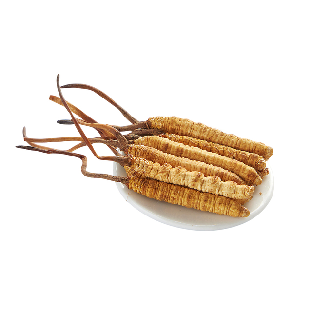 Extrait de poudre de Cordyceps