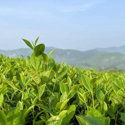 Extrait de poudre de thé vert